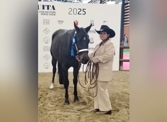 American Paint Horse, Stute, 3 Jahre, 153 cm, Schwarzbrauner