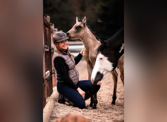 American Paint Horse Mix, Stute, 3 Jahre, 155 cm, Buckskin