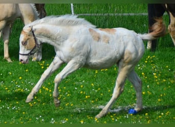 American Paint Horse, Stute, 3 Jahre, 155 cm, Champagne