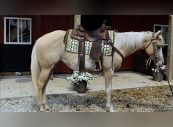 American Paint Horse, Stute, 3 Jahre, 155 cm, Overo-alle-Farben