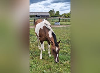 American Paint Horse, Stute, 3 Jahre, 155 cm, Tobiano-alle-Farben
