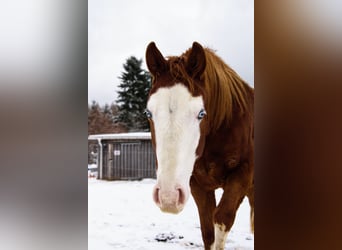 American Paint Horse, Stute, 3 Jahre, Dunkelfuchs