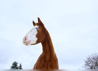 American Paint Horse, Stute, 3 Jahre, Dunkelfuchs