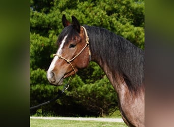 American Paint Horse, Stute, 3 Jahre, Roan-Bay