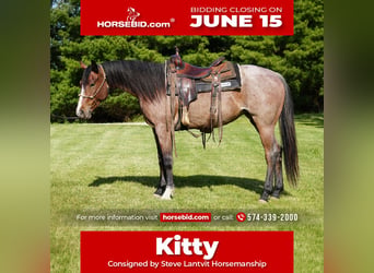 American Paint Horse, Stute, 3 Jahre, Roan-Bay