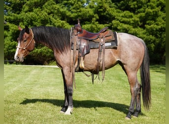 American Paint Horse, Stute, 3 Jahre, Roan-Bay