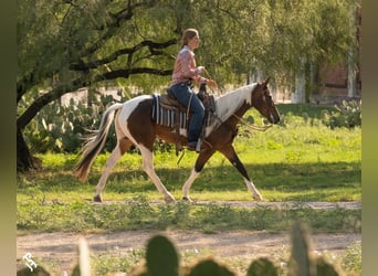 American Paint Horse, Stute, 4 Jahre, 142 cm, Tobiano-alle-Farben