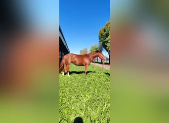 American Paint Horse, Stute, 4 Jahre, 145 cm, Fuchs