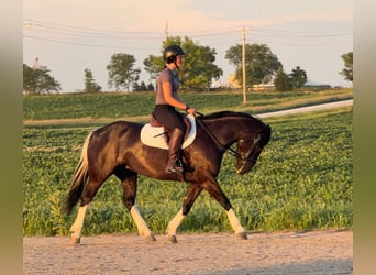 American Paint Horse Mix, Stute, 4 Jahre, 145 cm, Schecke