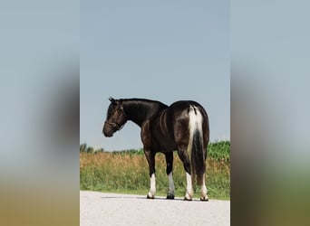 American Paint Horse Mix, Stute, 4 Jahre, 145 cm, Schecke