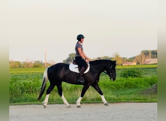 American Paint Horse Mix, Stute, 4 Jahre, 145 cm, Schecke