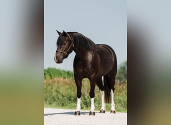 American Paint Horse Mix, Stute, 4 Jahre, 145 cm, Schecke