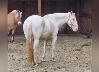 American Paint Horse, Stute, 4 Jahre, 146 cm, Schecke