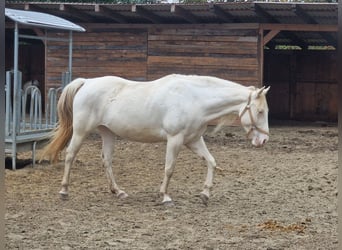 American Paint Horse, Stute, 4 Jahre, 146 cm, Schecke