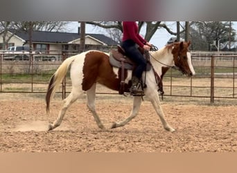 American Paint Horse, Stute, 4 Jahre, 150 cm, Tobiano-alle-Farben
