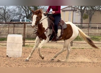 American Paint Horse, Stute, 4 Jahre, 150 cm, Tobiano-alle-Farben