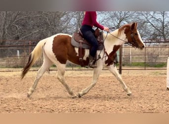 American Paint Horse, Stute, 4 Jahre, 150 cm, Tobiano-alle-Farben