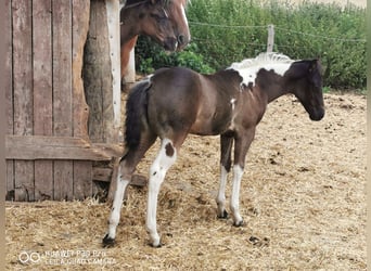 American Paint Horse, Stute, 4 Jahre, 150 cm, Tobiano-alle-Farben