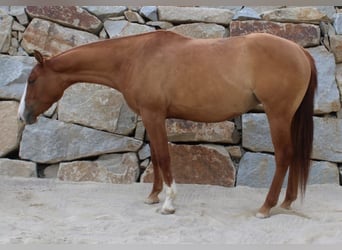 American Paint Horse, Stute, 4 Jahre, 155 cm, Red Dun