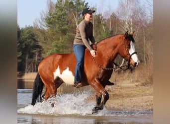 American Paint Horse Mix, Stute, 4 Jahre, 155 cm, Tobiano-alle-Farben