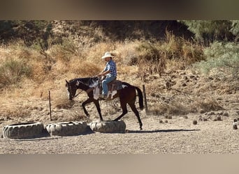 American Paint Horse, Stute, 4 Jahre, Overo-alle-Farben