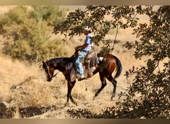American Paint Horse, Stute, 4 Jahre, Overo-alle-Farben