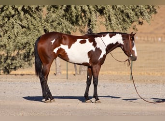 American Paint Horse, Stute, 4 Jahre, Overo-alle-Farben