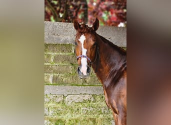 American Paint Horse, Stute, 4 Jahre