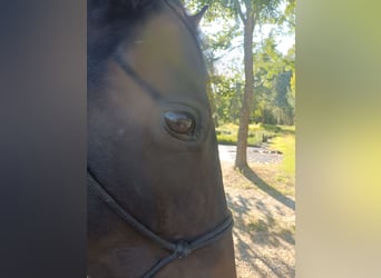 American Paint Horse, Stute, 4 Jahre, Tobiano-alle-Farben