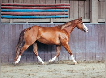 American Paint Horse, Stute, 5 Jahre, 146 cm, Fuchs