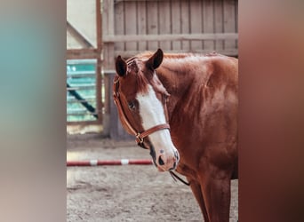 American Paint Horse, Stute, 5 Jahre, 146 cm, Fuchs