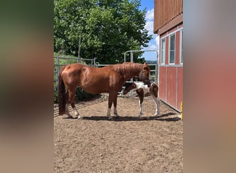 American Paint Horse, Stute, 5 Jahre, 146 cm, Fuchs