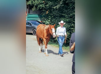 American Paint Horse, Stute, 5 Jahre, 146 cm, Fuchs