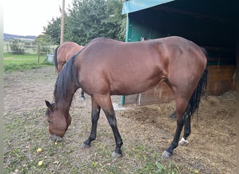 American Paint Horse, Stute, 5 Jahre, 148 cm, Brauner