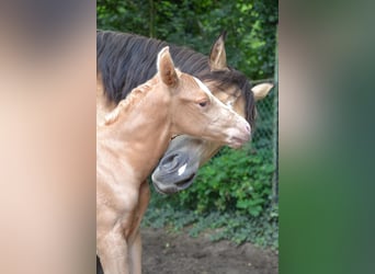American Paint Horse, Stute, 5 Jahre, 150 cm, Buckskin