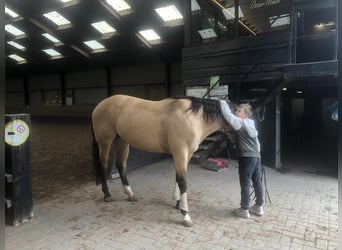 American Paint Horse, Stute, 5 Jahre, 150 cm, Buckskin