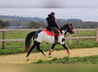 American Paint Horse, Stute, 5 Jahre, 152 cm, Overo-alle-Farben