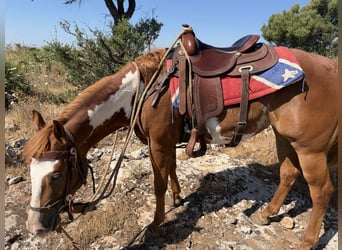 American Paint Horse, Stute, 5 Jahre, 152 cm, Overo-alle-Farben