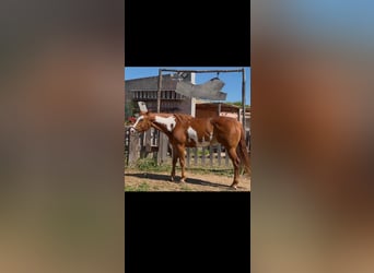 American Paint Horse, Stute, 5 Jahre, 152 cm, Overo-alle-Farben