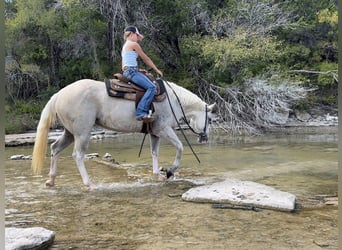 American Paint Horse, Stute, 5 Jahre, 155 cm, Palomino