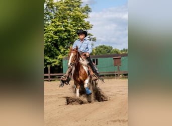 American Paint Horse, Stute, 5 Jahre, 155 cm, Tobiano-alle-Farben