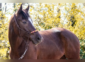 American Paint Horse, Stute, 5 Jahre, 158 cm, Dunkelfuchs