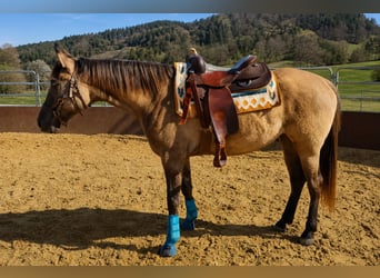 American Paint Horse Mix, Stute, 5 Jahre, 162 cm, Grullo