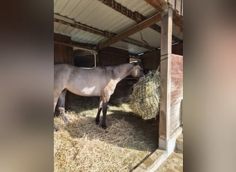 American Paint Horse Mix, Stute, 5 Jahre, 162 cm, Grullo