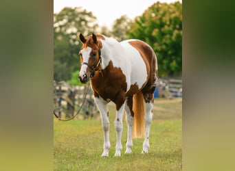 American Paint Horse, Stute, 5 Jahre, 165 cm, Tobiano-alle-Farben
