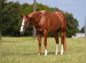 American Paint Horse, Stute, 5 Jahre, Dunkelfuchs