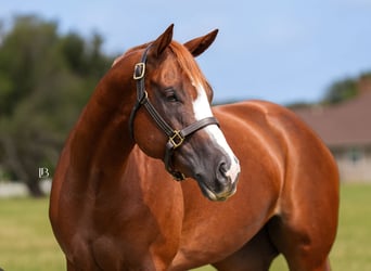 American Paint Horse, Stute, 5 Jahre, Dunkelfuchs