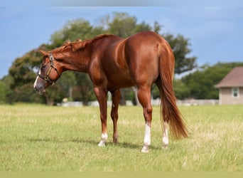 American Paint Horse, Stute, 5 Jahre, Dunkelfuchs