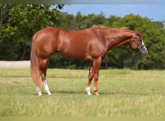 American Paint Horse, Stute, 5 Jahre, Dunkelfuchs