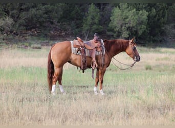 American Paint Horse, Stute, 5 Jahre, Red Dun